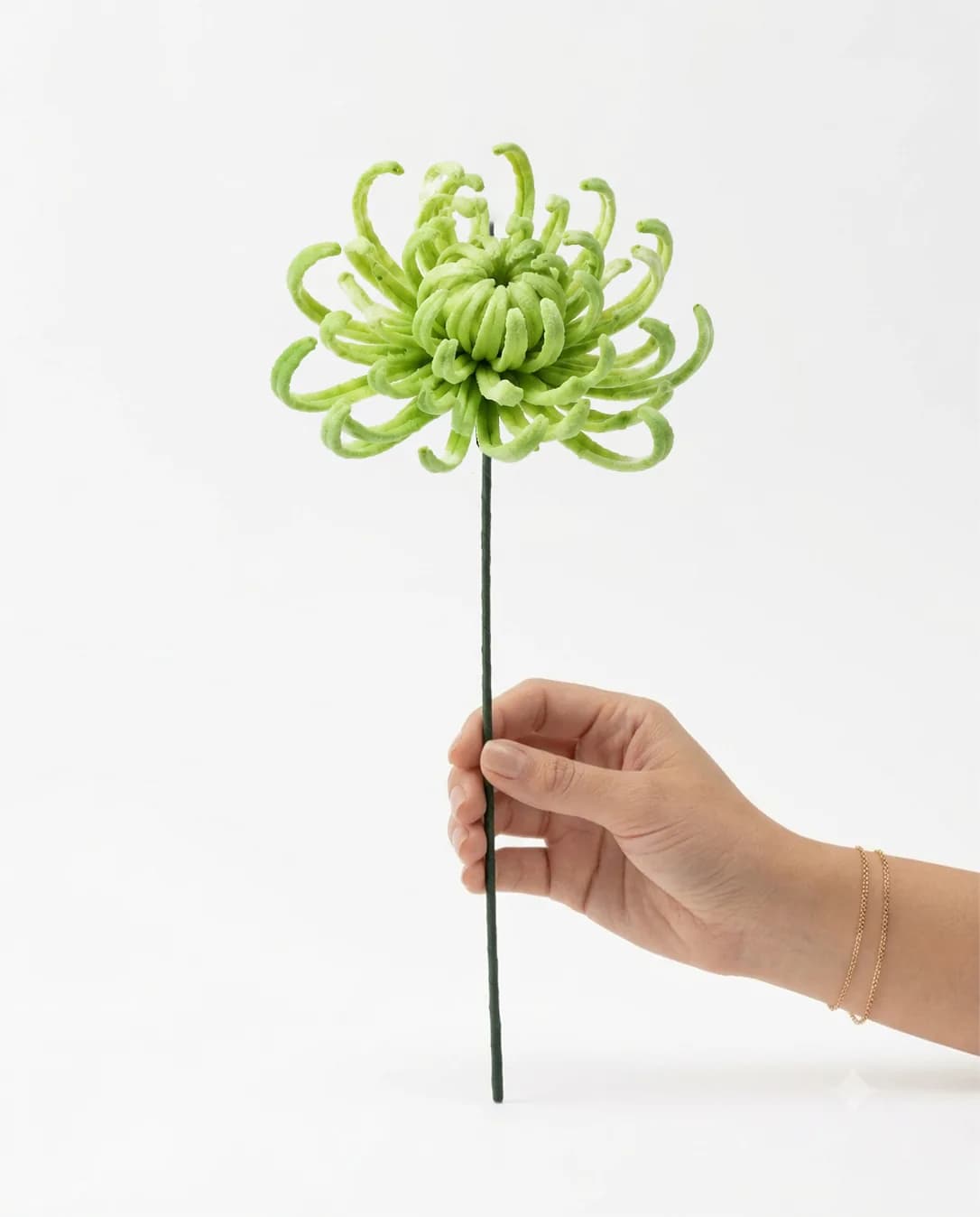 Spider Flower