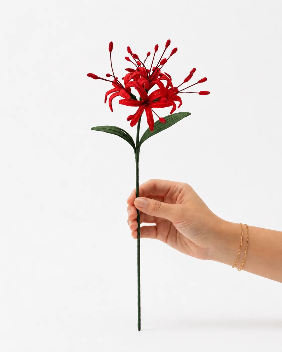 Spider Lily