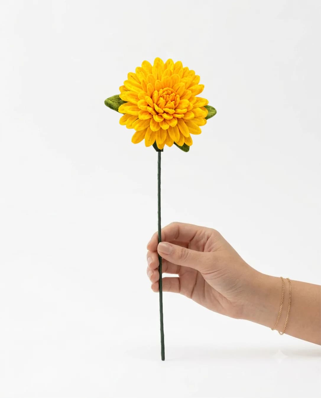 Dahlia — Colour 1