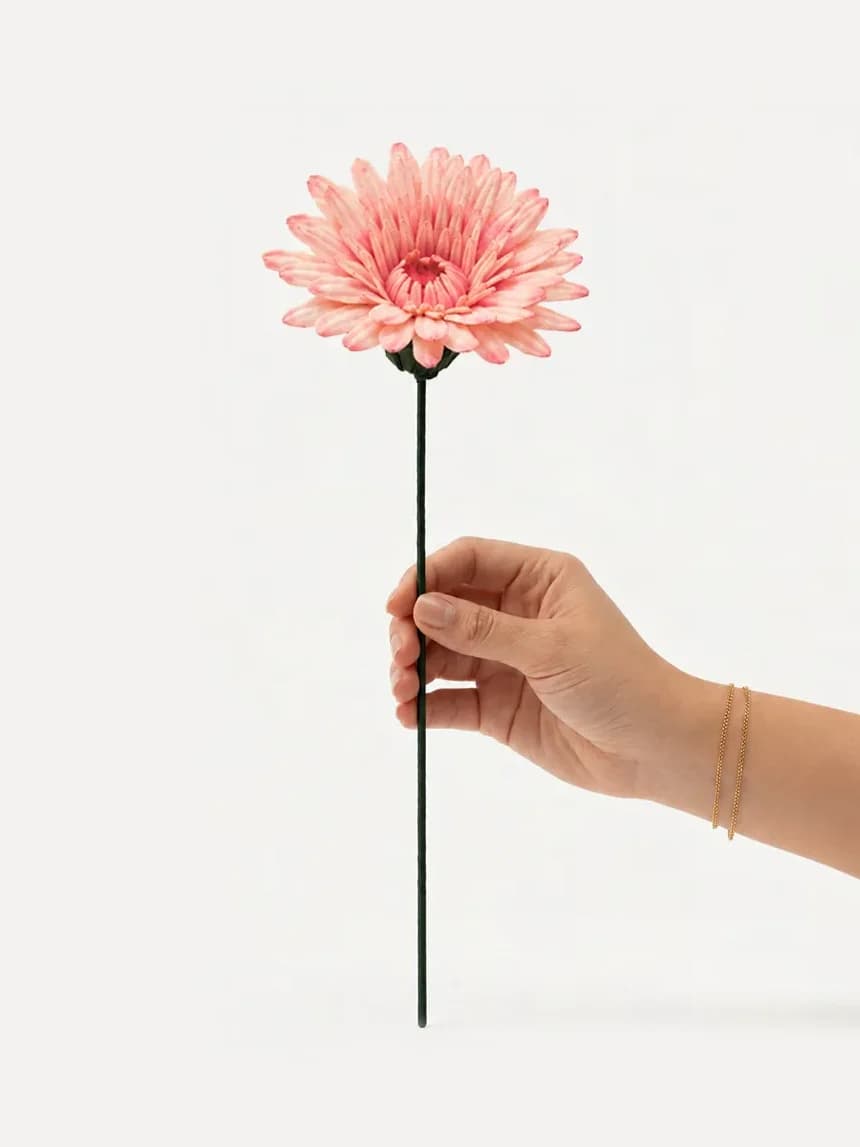 Gerbera Daisy