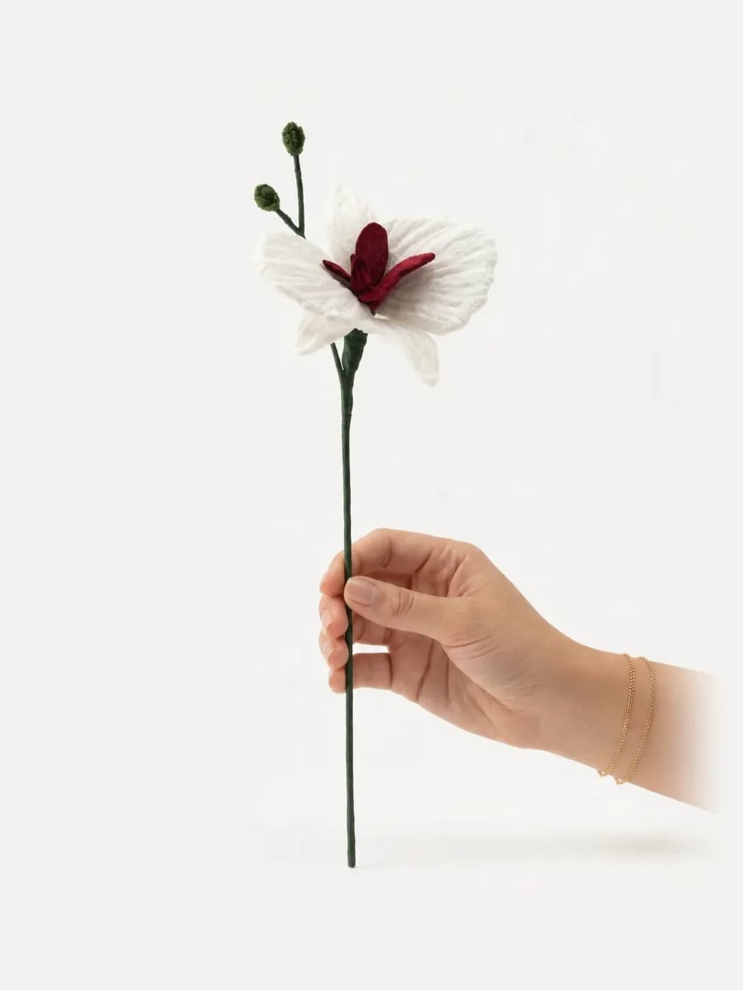Orchid