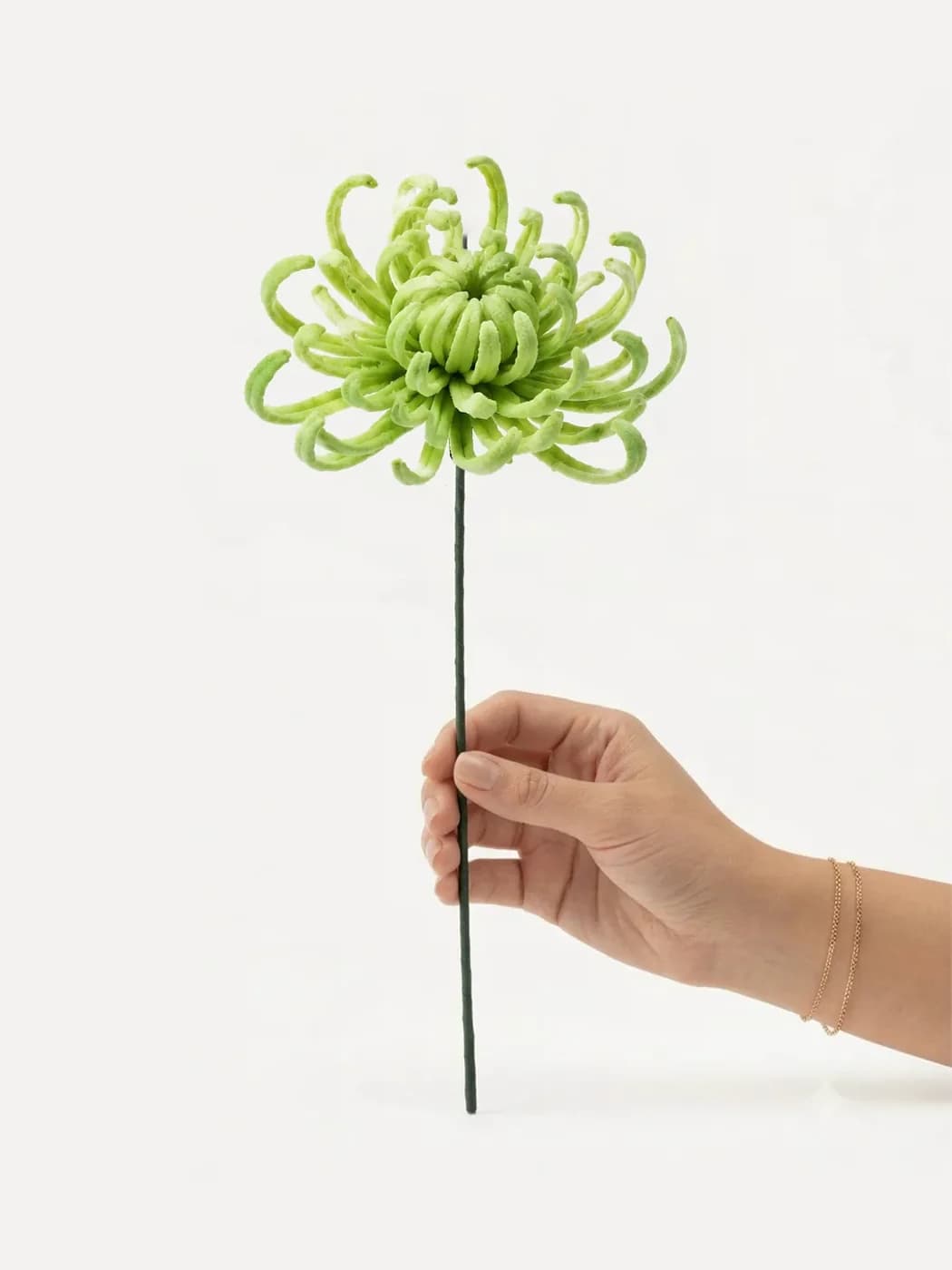 Spider Chrysanthemum