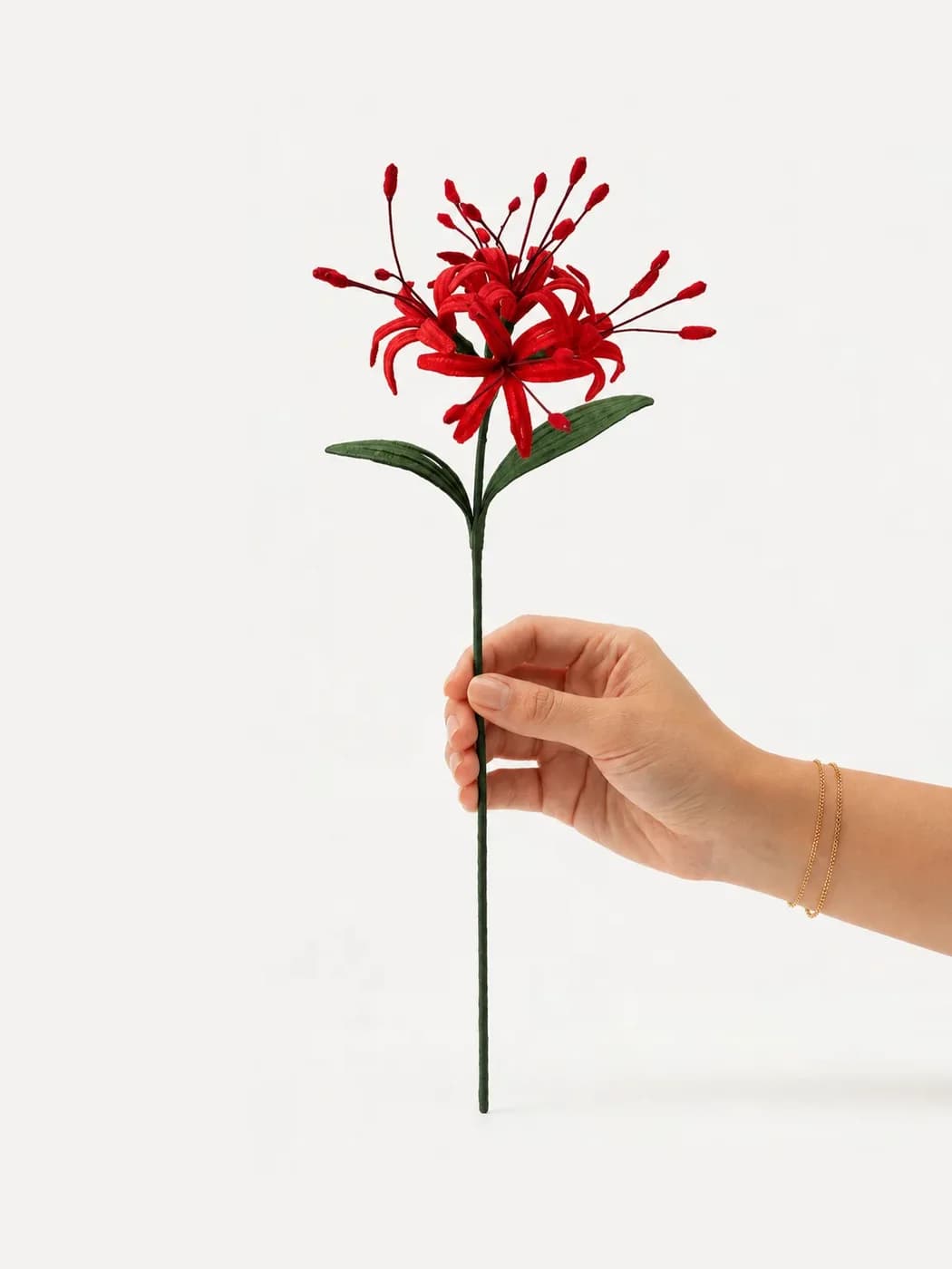 Spider Lily